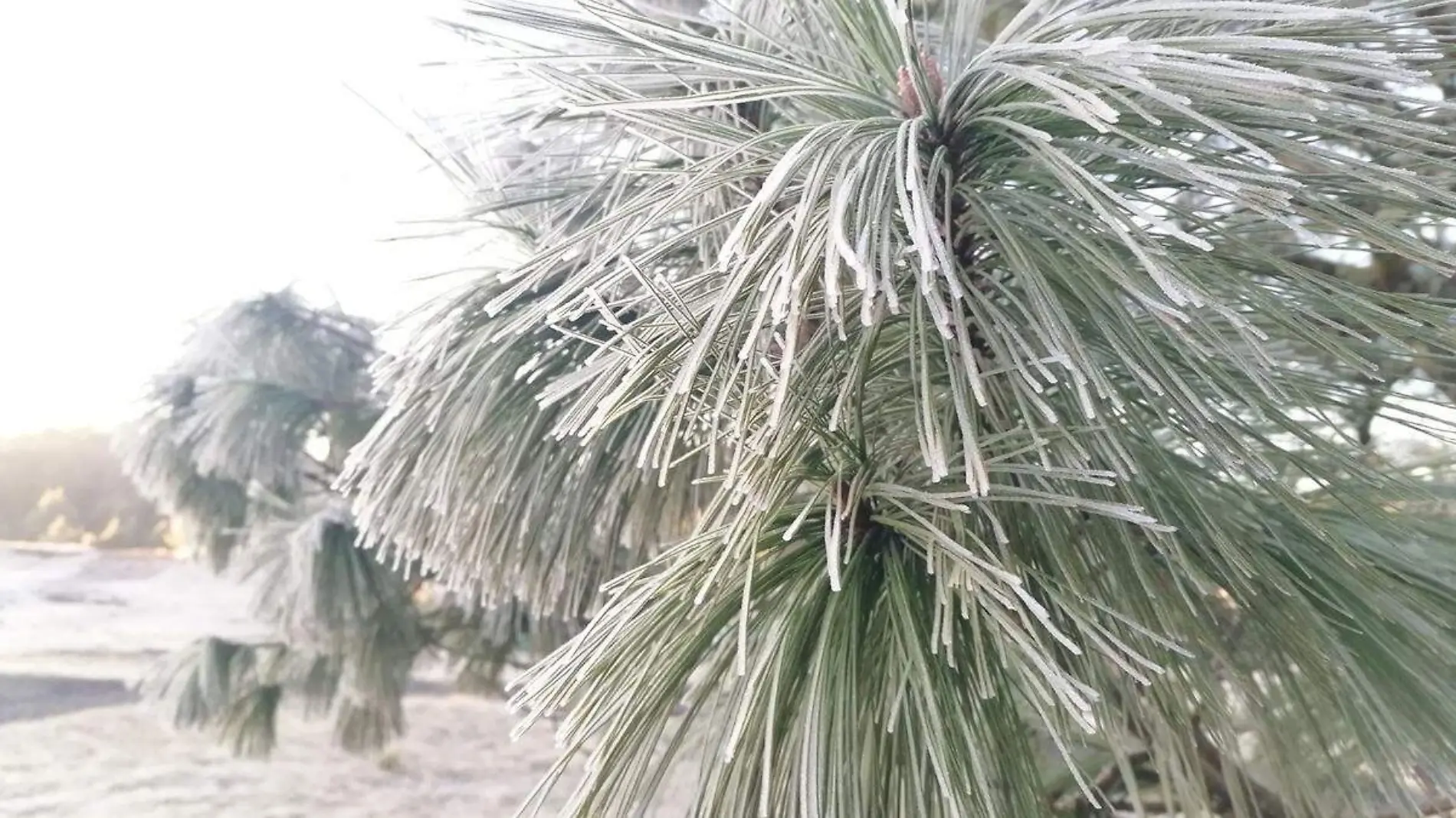 El frente frío número 24, reforzado por una masa de aire ártico, ha traído bajas temperaturas para Puebla